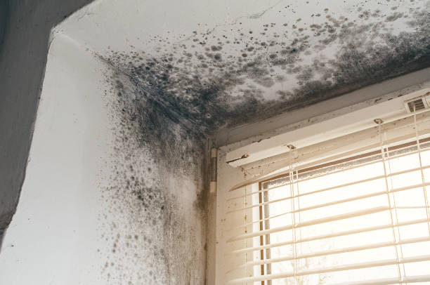Affordable Black Mold Remediation solutions in Hermitage, TN